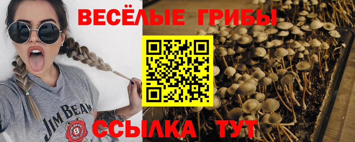 Псилоцибиновые грибы Psilocybine cubensis Зеленогорск
